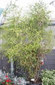 grün Melaleuca Bäume