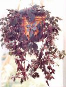 claret Mikania ternata Hanging Plant