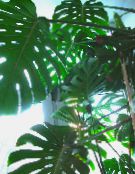 dunkel-grün Geteilte Blatt Philodendron Liane