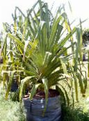 green Screw Pine Herbaceous Plant