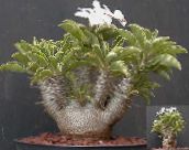 фото Үй Өсімдіктер Pahipodium, Pachypodium жасыл