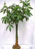 photo Indoor plants Guiana chestnut, Water Chestnut tree, Pachira aquatica green
