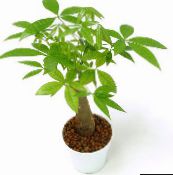 bilde Innendørs planter Guyana Kastanje, Vannkastanjer treet, Pachira aquatica grønn