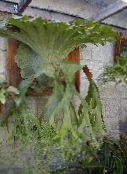 light green Staghorn Fern, Elkhorns Herbaceous Plant