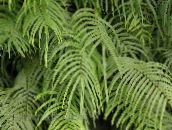 green Pteris Herbaceous Plant