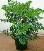 photo des plantes en pot China Doll des arbustes, Radermachera sinica vert