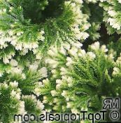 motley Selaginella Herbaceous Plant