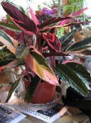 foto Topfpflanzen Triostar, Nie-Nie-Anlage, Stromanthe sanguinea gesprenkelt