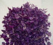 purple Tradescantia,  Hanging Plant