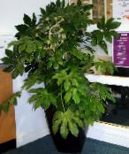green Japanese Aralia Herbaceous Plant