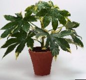 motley Japanese Aralia Herbaceous Plant