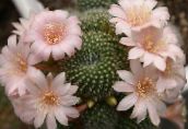 rosa Krone Cactus Wüstenkaktus