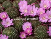 lilac Crown Cactus 