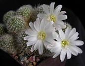 weiß Krone Cactus Wüstenkaktus