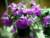 lilac Easter Cactus 