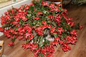 red Christmas Cactus 