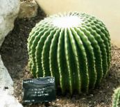 снимка Интериорни растения Орли Нокът пустинен кактус, Echinocactus бял