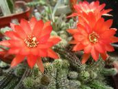 red Thistle Globe, Torch Cactus 