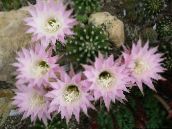 pink Thistle Globe, Torch Cactus 