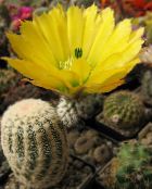 yellow Hedgehog Cactus, Lace Cactus, Rainbow Cactus 