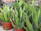 снимка Интериорни растения Американската Растителна Век, Пита, С Пръски От Алое сукуленти, Agave бял