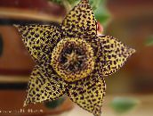 brown Carrion Plant, Starfish Flower, Starfish Cactus Succulent
