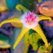 foto Sobne biljke Mrcina Biljka, Zvjezdača Cvijet, Morske Zvijezde Kaktus sukulenti, Stapelia žuta