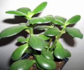 foto Indendørs planter Crassula saftige hvid