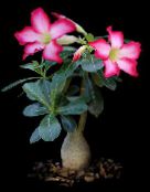 bilde Innendørs planter Desert Rose saftige, Adenium rosa