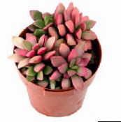 ფოტო შიდა მცენარეები Anacampseros წვნიანი ვარდისფერი
