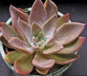 foto Plantas de interior Ghost Plant, Mother-Of-Pearl Plant suculento, Graptopetalum rosa