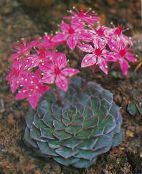 photo  Ghost Plant, Mother-of-Pearl Plant succulent, Graptopetalum pink