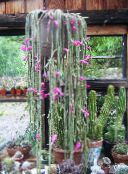 foto Kamerplanten Rat Staart Cactus, Aporocactus roze