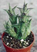 photo Indoor plants Carrion Flowers succulent, Caralluma, Orbea red