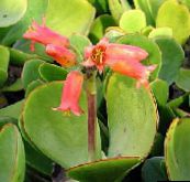снимка Интериорни растения Ухото Свинска сукуленти, Cotyledon червен