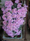 fotografija Sobne Rastline Oscularia sukulenti lila