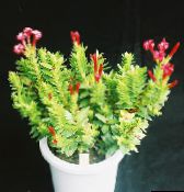 red Rochea Succulent