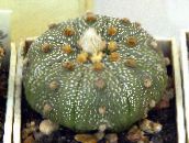 foto Telpaugi Astrophytum tuksnesis kaktuss dzeltens