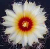 white Astrophytum Desert Cactus