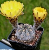 yellow Acanthocalycium Desert Cactus