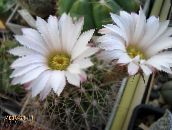foto Le piante domestiche Acanthocalycium il cactus desertico bianco