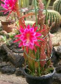 pink Strap Cactus, Orchid Cactus 