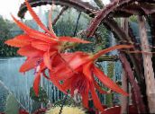 red Sun Cactus 