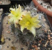 yellow Copiapoa Desert Cactus