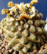 photo des plantes en pot Copiapoa le cactus du désert jaune