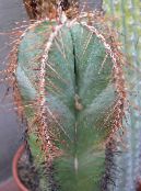 photo Indoor plants Lemaireocereus desert cactus white