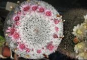 pink Old lady cactus, Mammillaria 