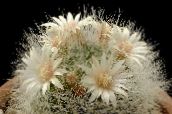 weiß Alte Dame Kaktus, Mammillaria Wüstenkaktus