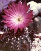 rosa Cob Cactus Wüstenkaktus