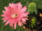 fénykép Szobanövények Csutka Kaktusz, Lobivia rózsaszín